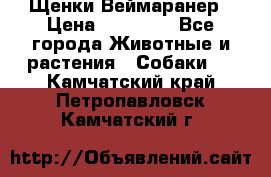 Щенки Веймаранер › Цена ­ 40 000 - Все города Животные и растения » Собаки   . Камчатский край,Петропавловск-Камчатский г.